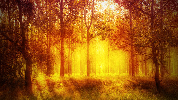 Add a warm atmosphere effect to a forest image