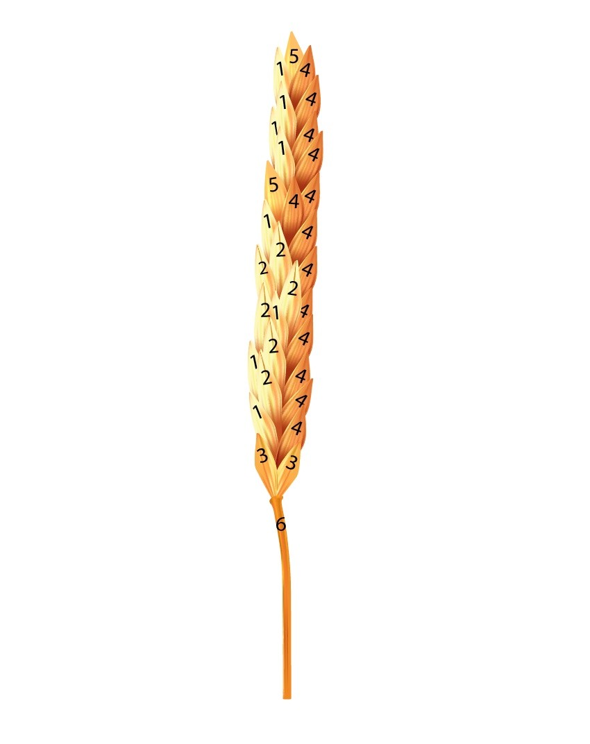 assemble ear of wheat