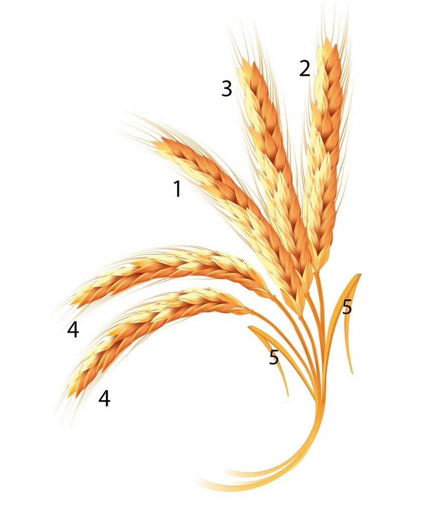 final group of wheat