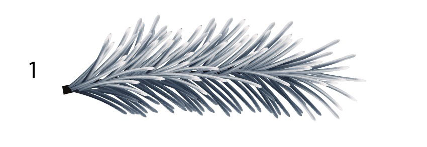 pine needle branch