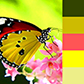 Постоянная ссылка на Палитры, вдохновленные бабочками