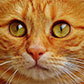 Постоянная ссылка на Бесплатные фотографии котов и кошечек