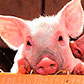 Постоянная ссылка на Бесплатные фотографии свинок