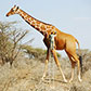 Постоянная ссылка на Жирафы в фотоманипуляциях
