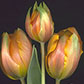 Постоянная ссылка на Тюльпаны как источник вдохновения