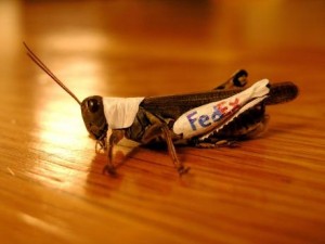 grasshopper-fedex.jpg