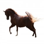 photoshop-winter-horse020