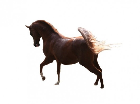 photoshop-winter-horse020