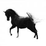 photoshop-winter-horse022