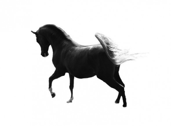 photoshop-winter-horse022