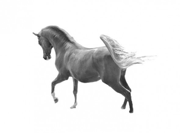 photoshop-winter-horse024