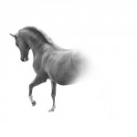 photoshop-winter-horse027