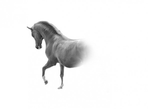 photoshop-winter-horse027