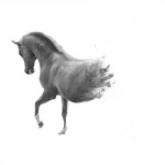 photoshop-winter-horse029