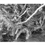 photoshop-winter-horse032