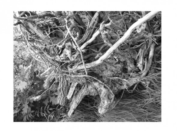 photoshop-winter-horse032