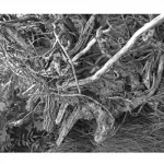 photoshop-winter-horse034