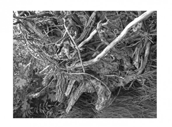 photoshop-winter-horse034