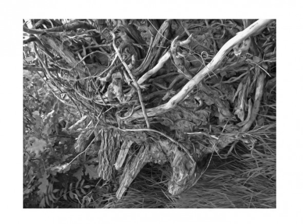photoshop-winter-horse036