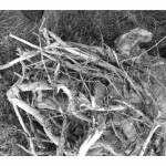 photoshop-winter-horse046