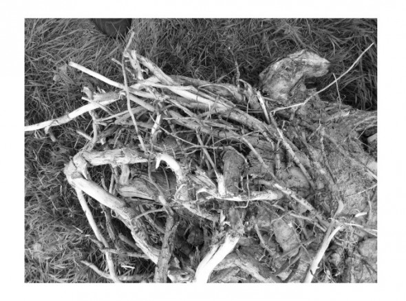 photoshop-winter-horse046