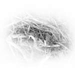 photoshop-winter-horse048