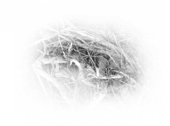 photoshop-winter-horse048