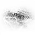 photoshop-winter-horse050