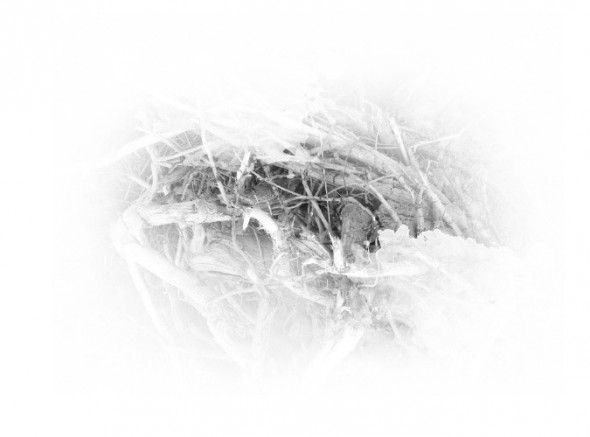 photoshop-winter-horse050