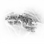 photoshop-winter-horse051