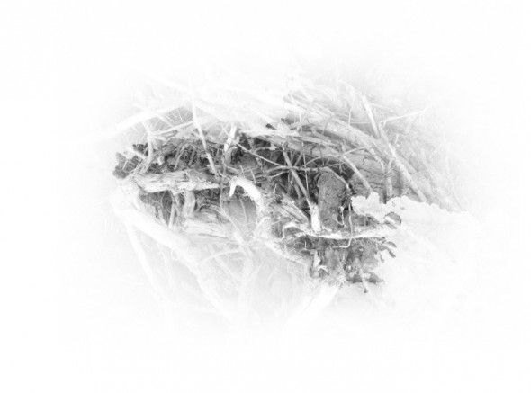 photoshop-winter-horse051
