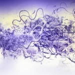 photoshop-winter-horse139