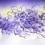 photoshop-winter-horse141