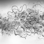photoshop-winter-horse148