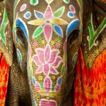 india-color-pallets24